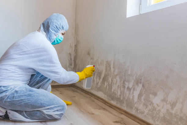 Licensed Mold Inspection service in Princeton, NJ - WQB Mold Removal