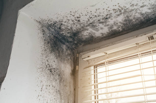 Affordable Mold Inspection solutions in Princeton, NJ